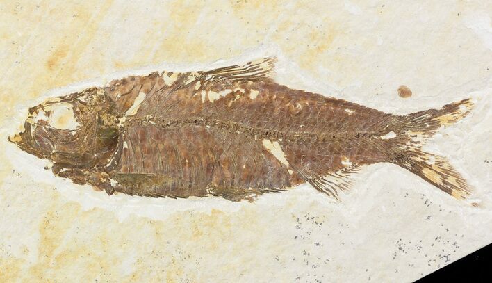 Knightia Fossil Fish - Wyoming #48176